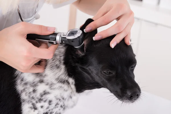 Vet Examining Dog's Ear In Clinic