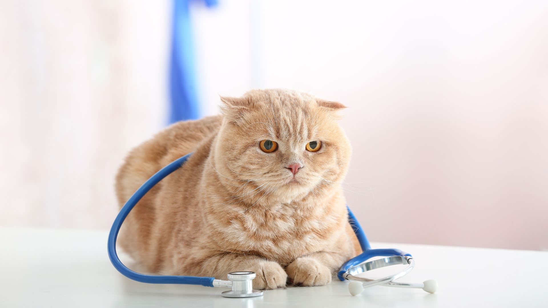 Vet Near Me New Port Richey, FL Animal Dermatology South