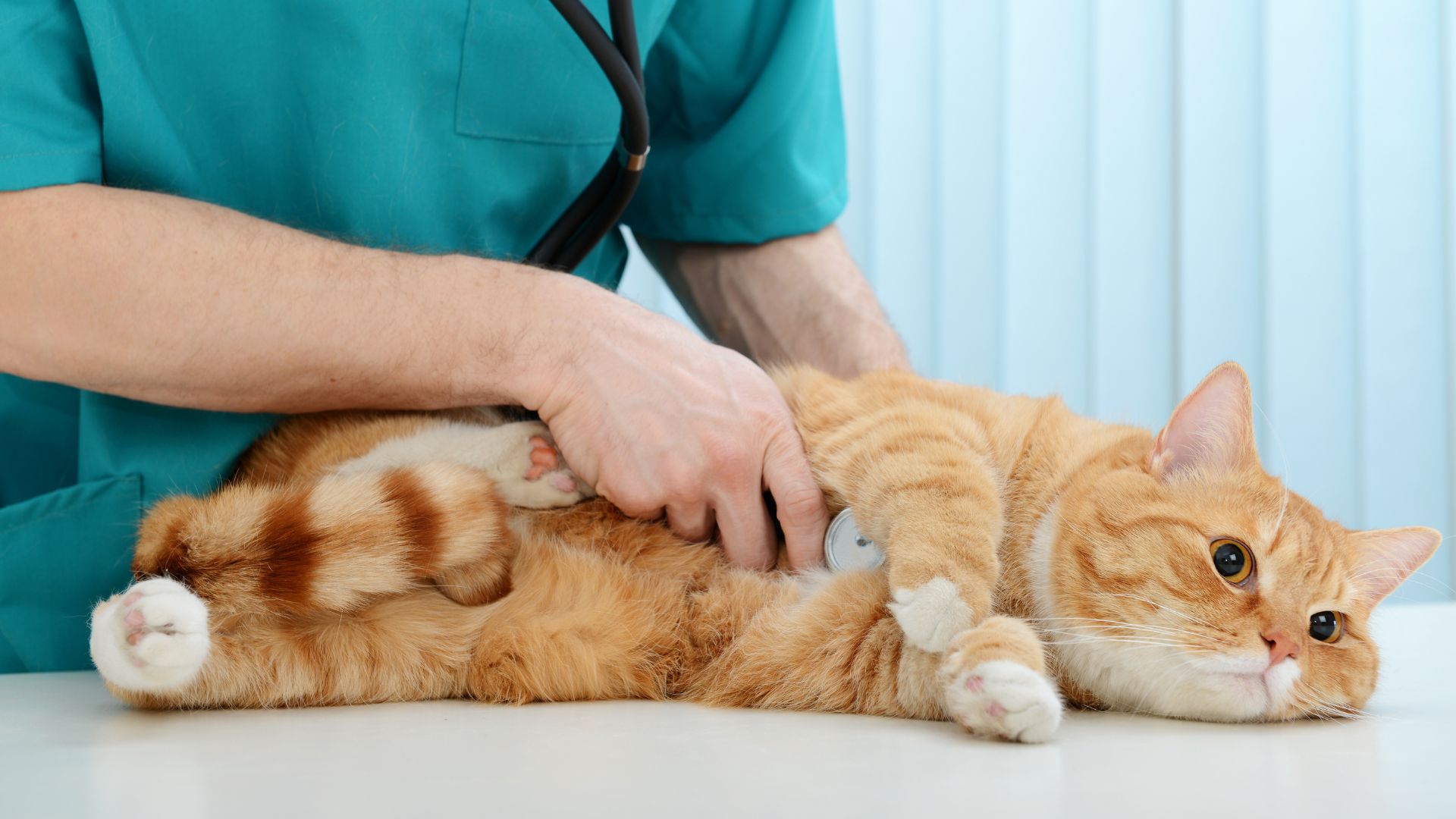 vet using a stethoscope to check the heartbeat of a cat