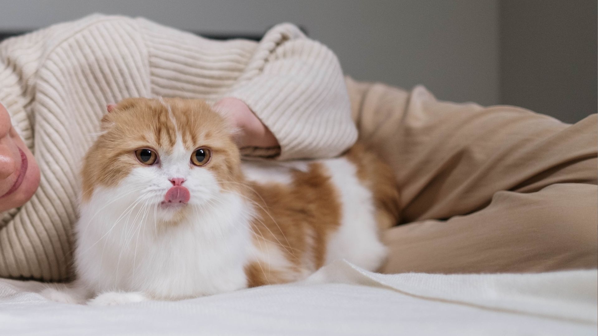 Pet Carbon Dioxide Laser Surgery In New Port Richey, FL 34653 Animal