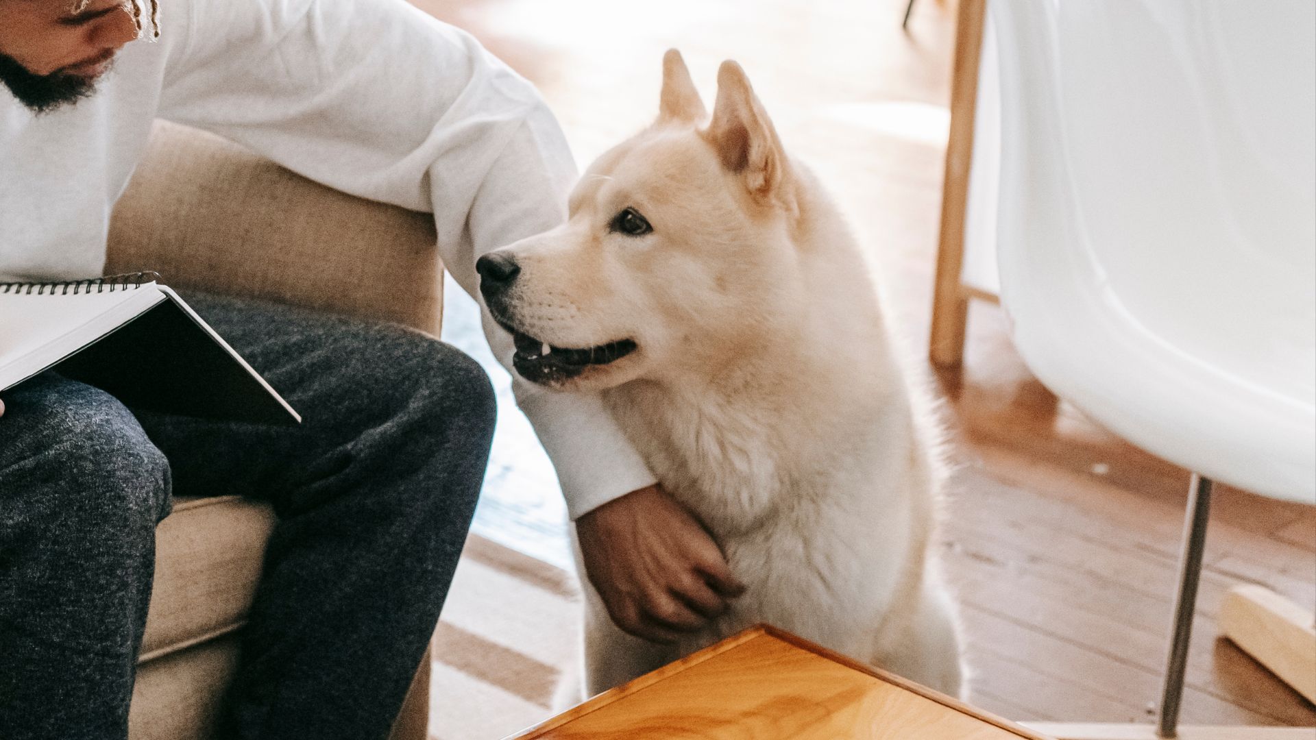 Pet 4K Video Otoscopy In New Port Richey, FL 34653 Animal Dermatology