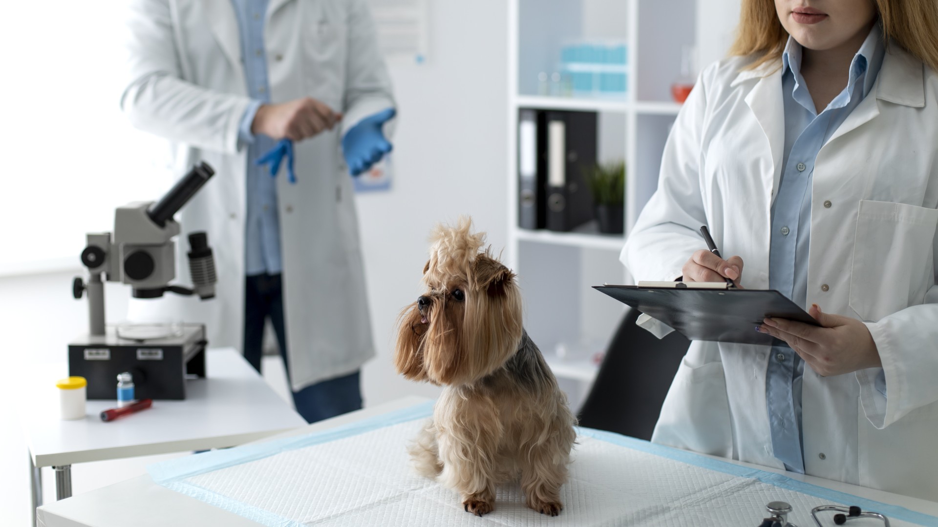 Pet App In New Port Richey, FL Animal Dermatology South