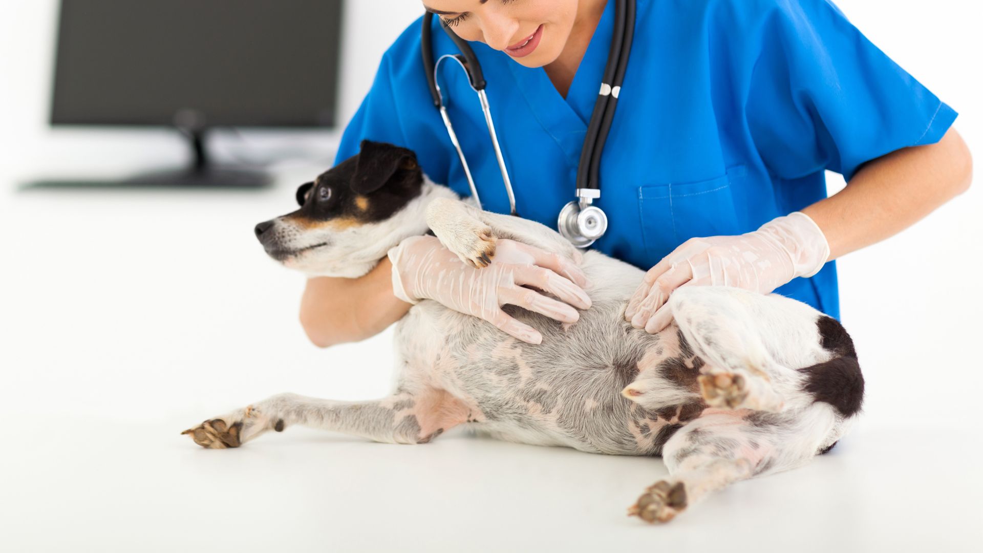 Pet Skin Biopsy In New Port Richey, FL 34653 Animal Dermatology South