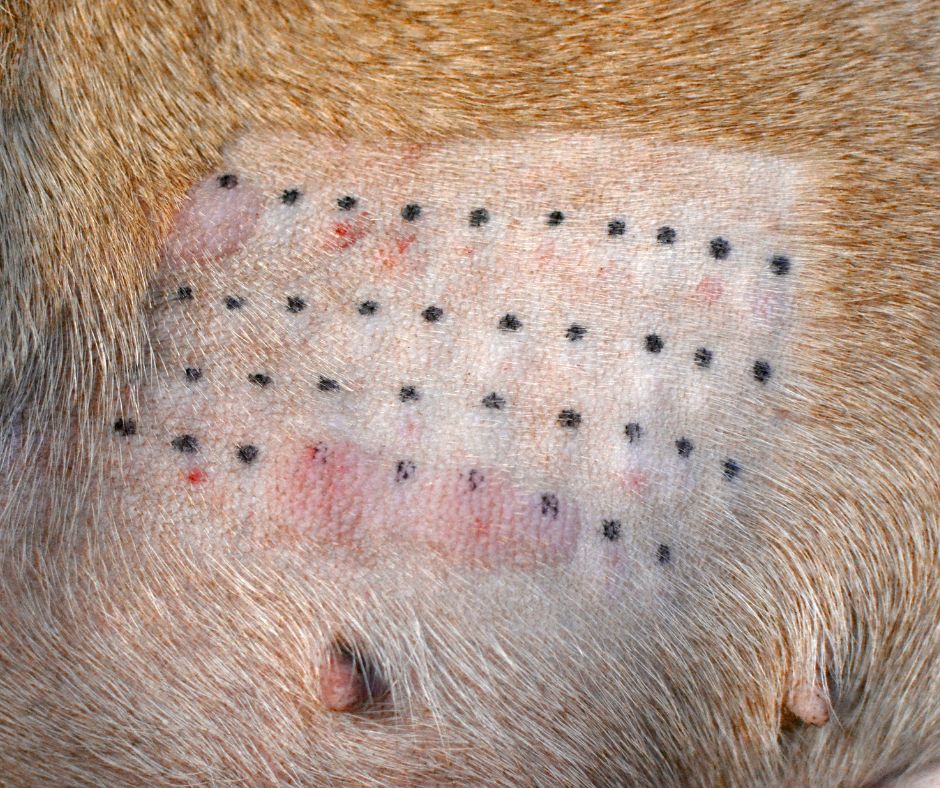 Close up of a dog skin allergy testing